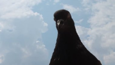 Güvercin