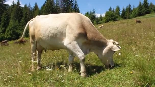 Exploitation animale 