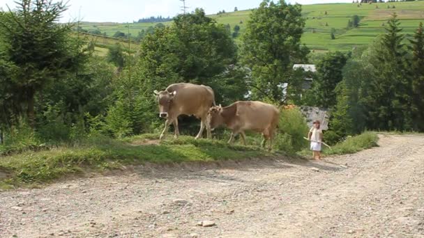 Menina e vacas — Vídeo de Stock