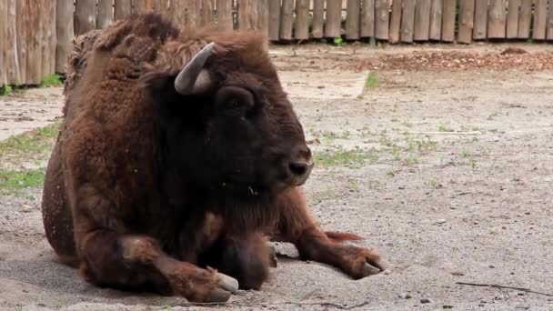 Europese bizon — Stockvideo