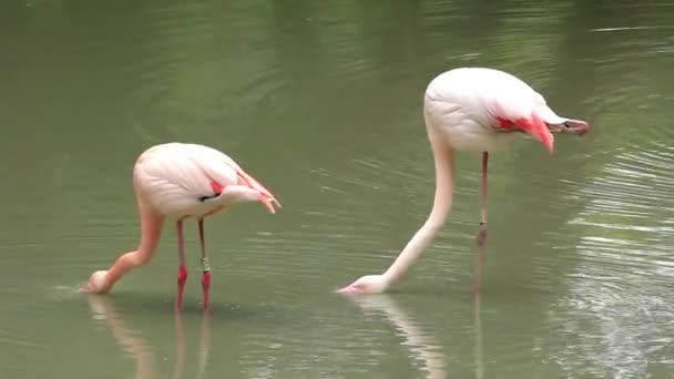 Flamant rose 