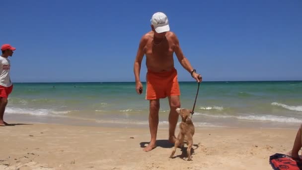 Cão engraçado na praia na Tunísia — Vídeo de Stock