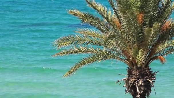 Green palm and sea — Stock Video