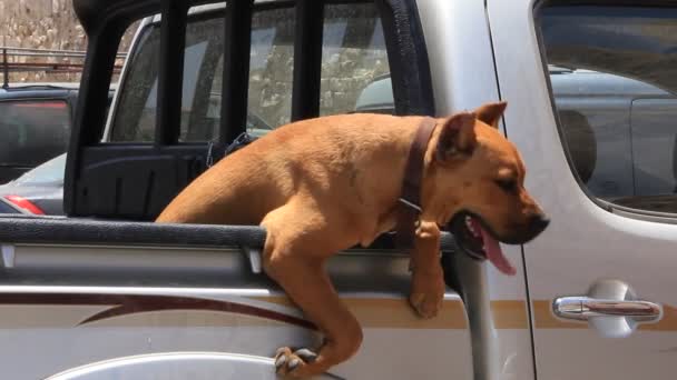 Perro protegiendo el clima caliente — Vídeo de stock