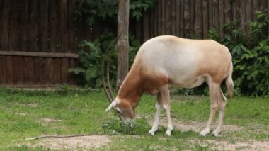 Oryx - kıvrık boynuzlu oriks gazella