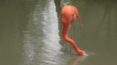 pembe flamingo