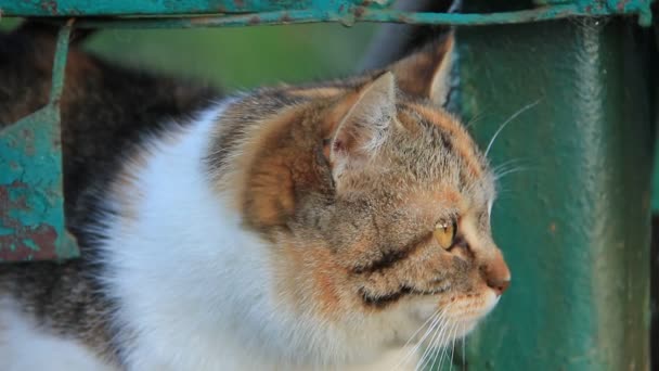 Bozal de gato — Vídeos de Stock