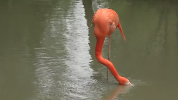 Rosafarbener Flamingo — Stockvideo