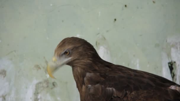 Golden eagle — Stock Video