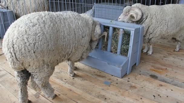 Weiße Schafe — Stockvideo