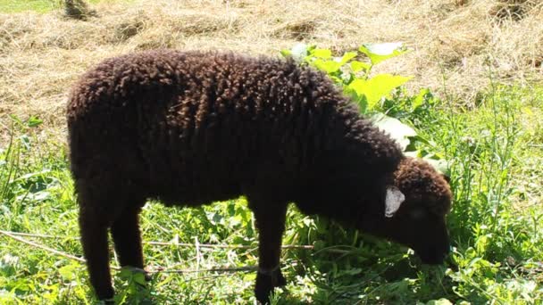 Moutons effrayés 