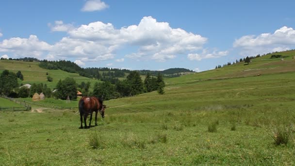 Caballo en el prado — Vídeo de stock