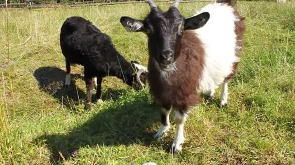 Cabras e ovinos — Vídeo de Stock