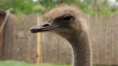devekuşu. struthio camelus