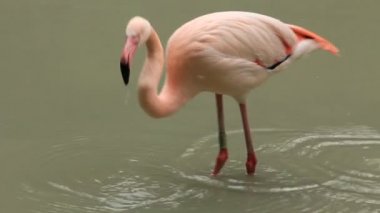 pembe flamingo