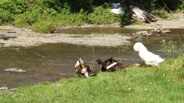 Patos por rio — Vídeo de Stock