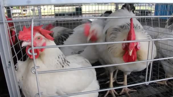 Poulets — Video