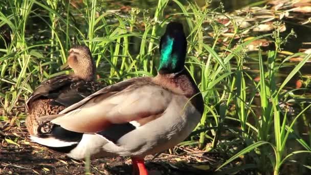 Mallard. — Vídeo de stock