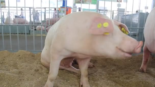 Varken op vee boerderij. varkenshouderij — Stockvideo