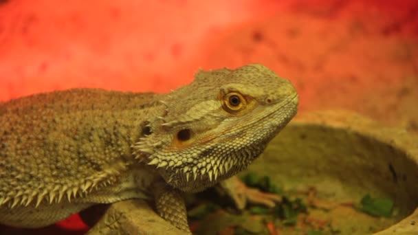 Agama. Dragon lizard — Stock Video