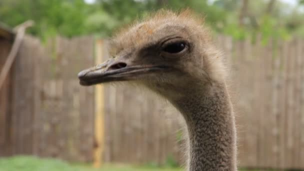 Ostrich. Struthio camelus — Stock Video