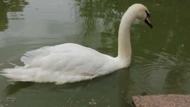 Cisne blanco — Vídeos de Stock