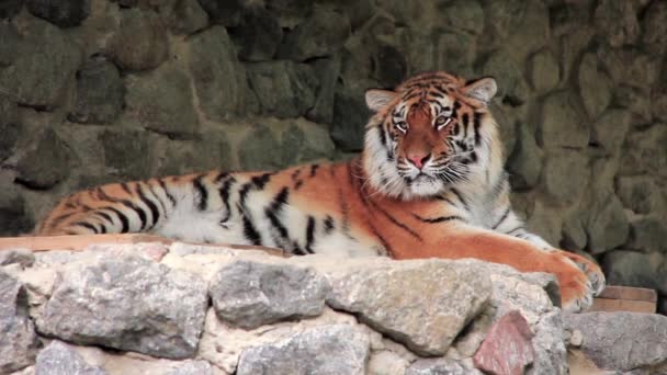 Amur tiger — Stock Video