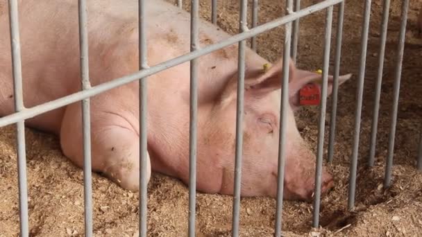 Cerdos en granja ganadera. Porcicultura — Vídeos de Stock