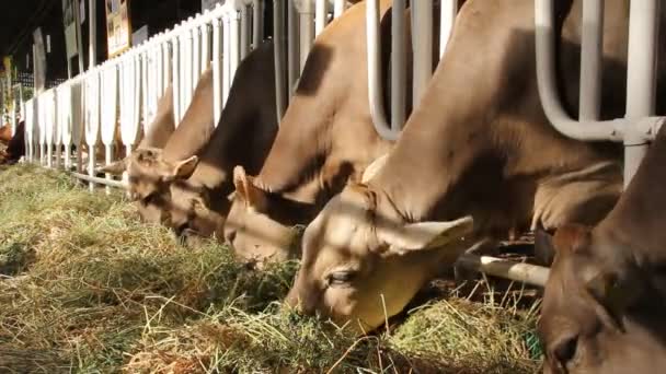 Livestock sector — Stock Video