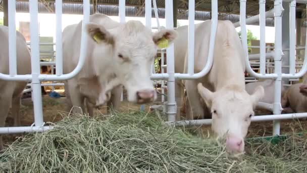 Livestock sector — Stock Video