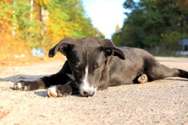 küçük köpek
