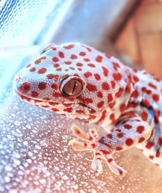 Kırmızı gecko