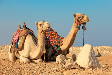 Camels clipart