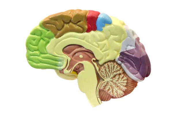 在白色背景上孤立的大脑 — 图库照片
