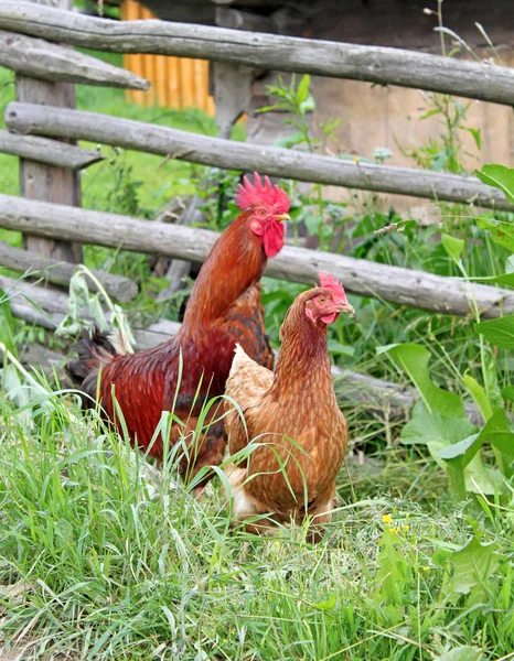 Курица и петух — стоковое фото