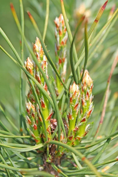 Pine branch — Stockfoto