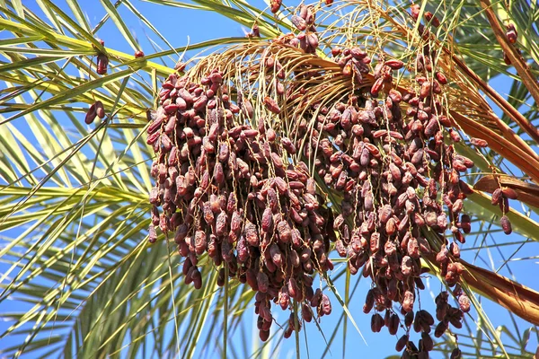 Date palm — Stock Photo, Image