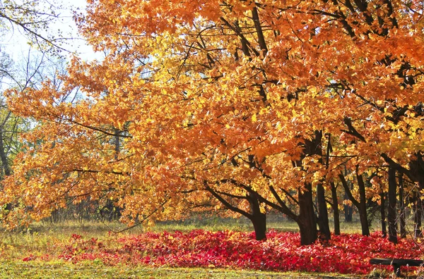 Fall i en park — Stockfoto