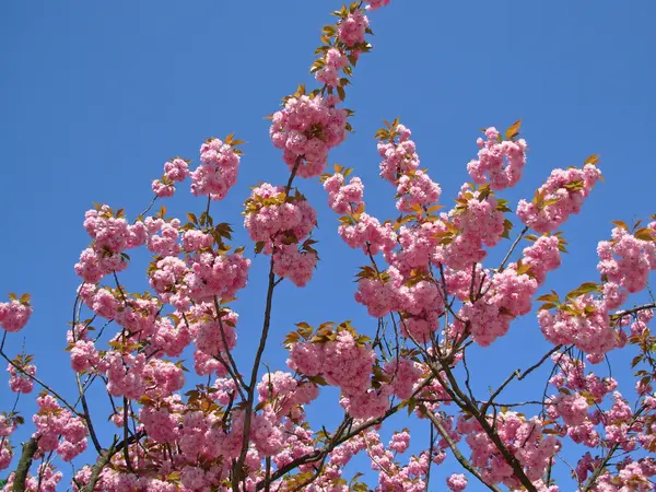 Beautiful pink tree — Stock Photo, Image