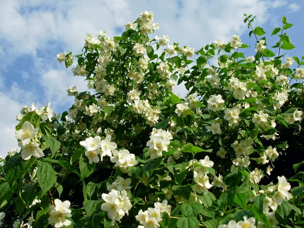 Blooming jasmin — Stock Photo, Image