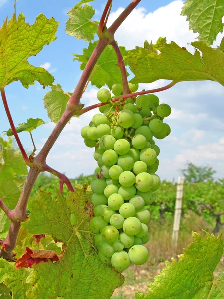 Bunch of grapes — Stock Photo, Image