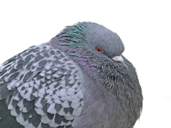 Downy rock pigeon — Stock Photo, Image