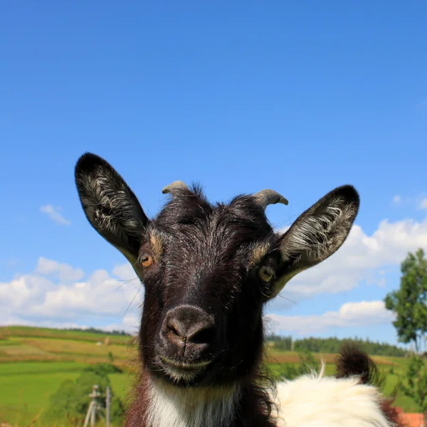 Keçi — Stok fotoğraf