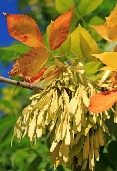 Árbol otoñal — Foto de Stock