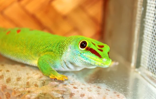 Green lizard — Stock Photo, Image