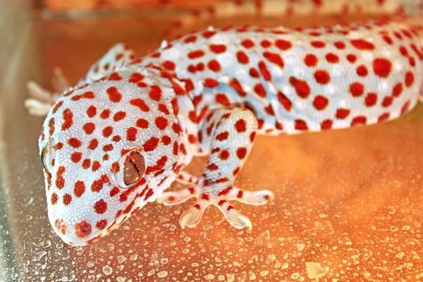 Giftig ödla. gecko — Stockfoto