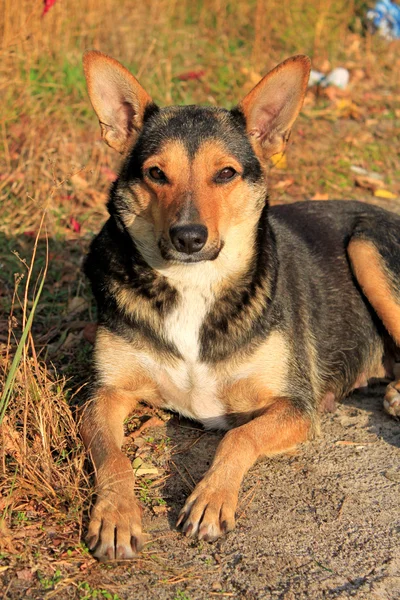 Dog on the nature