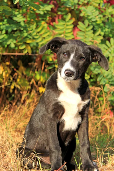 Liten hund — Stockfoto