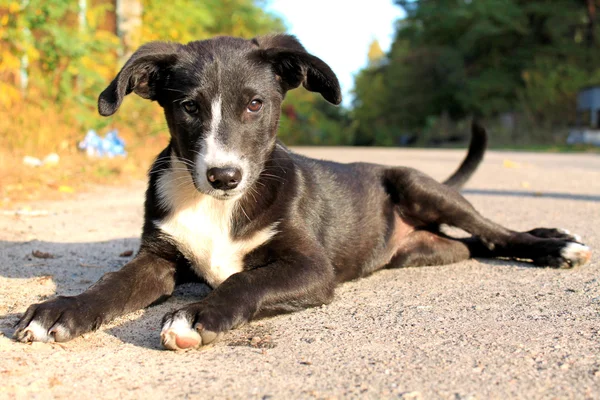 Liten hund — Stockfoto