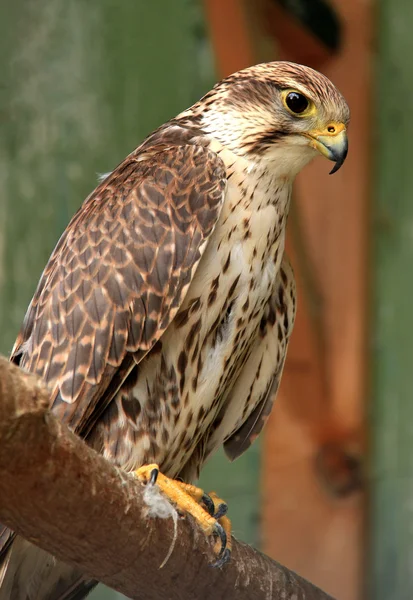 Falcon — Stockfoto